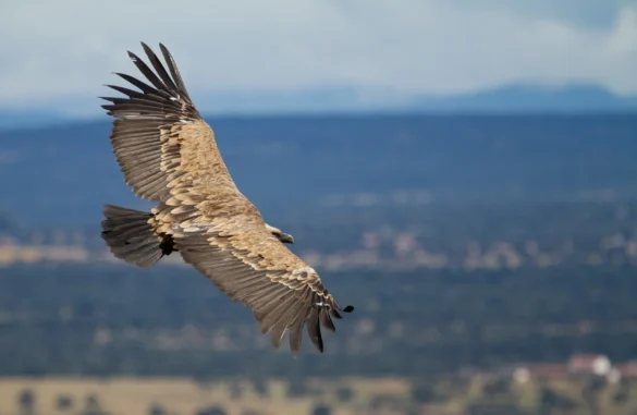 Călătoria Ta Profesională Din Perspectiva VULTURULUI